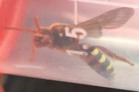 Nomada lathburiana