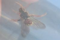 Nomada lathburiana