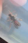 Nomada lathburiana