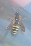 Nomada lathburiana
