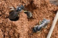 Lasioglossum marginatum
