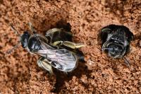 Lasioglossum marginatum