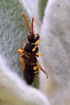 Nomada succincta
