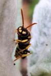 Nomada succincta