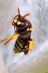 Nomada succincta