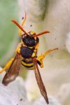 Nomada succincta