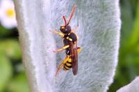 Nomada succincta