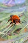 Osmia leaiana