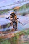 Osmia leaiana