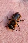 Osmia leaiana