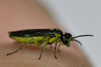 Cytisogaster genistae
