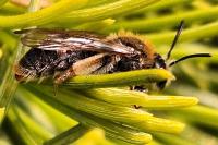 Andrena haemorrhoa