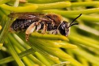 Andrena haemorrhoa