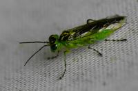 Rhogogaster chlorosoma