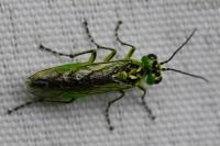 Rhogogaster chlorosoma