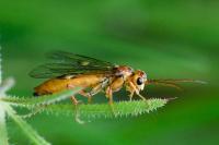 Tenthredopsis sordida