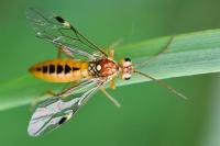 Tenthredopsis sordida