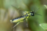 Cytisogaster genistae