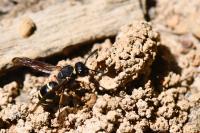 Odynerus spinipes
