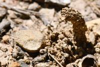 Odynerus spinipes