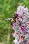 Megachile ericetorum