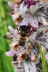 Megachile ericetorum