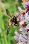 Megachile ericetorum