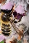 Megachile ericetorum