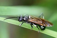 Macrophya duodecimpunctata