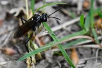 Macrophya militaris