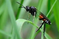 Macrophya militaris