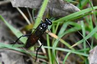 Macrophya militaris
