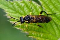 Macrophya montana