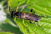 Macrophya montana