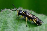 Zonuledo zonula