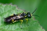 Zonuledo zonula