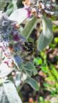 Anthidium manicatum