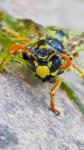 Polistes dominula