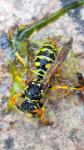 Polistes dominula