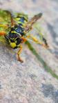Polistes dominula