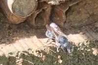 Osmia caerulescens