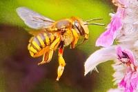 Anthidium manicatum