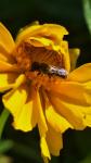 Heriades truncorum