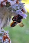 Megachile centuncularis