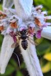 Megachile centuncularis