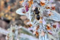 Megachile centuncularis