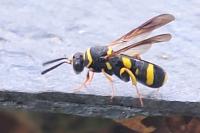 Leucospis dorsigera