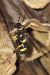 Leucospis dorsigera