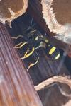 Leucospis dorsigera