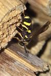 Leucospis dorsigera